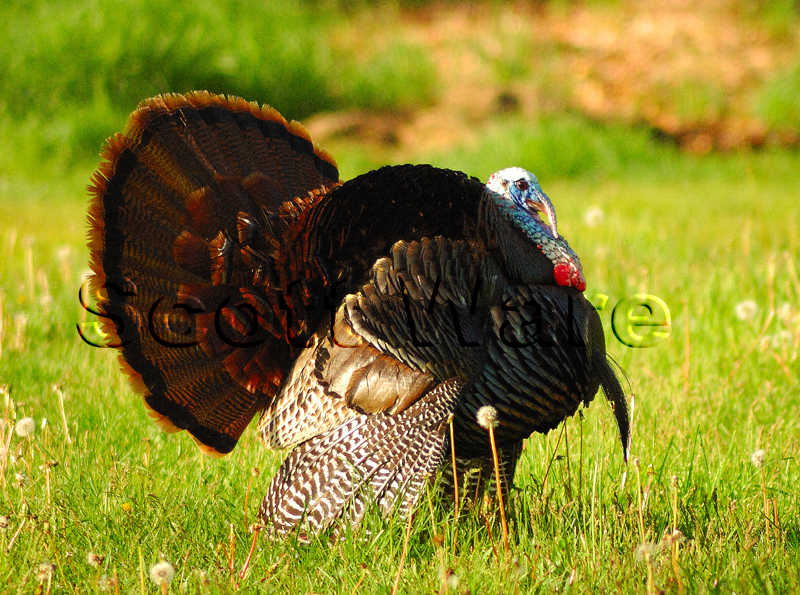 Strutting Tom