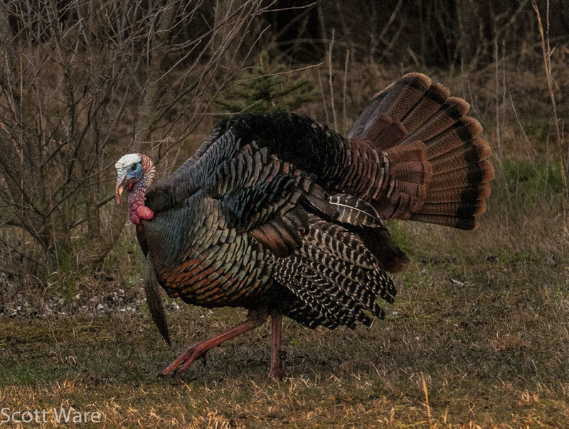 Strutting Turkey