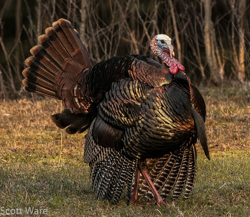 Tom Turkey