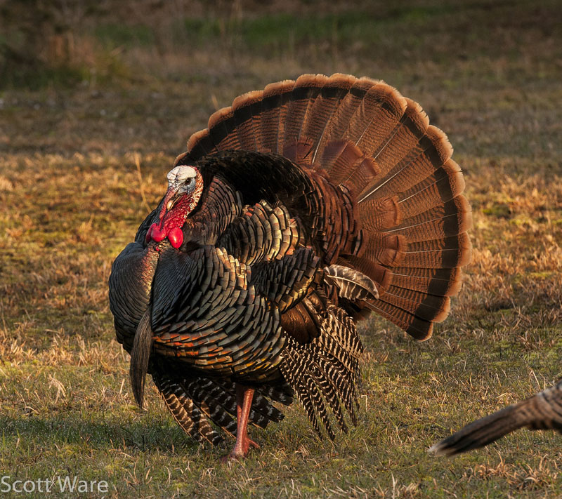 Strutting Tom Turkey