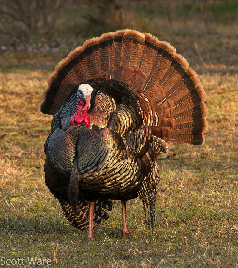 Strutting Turkey