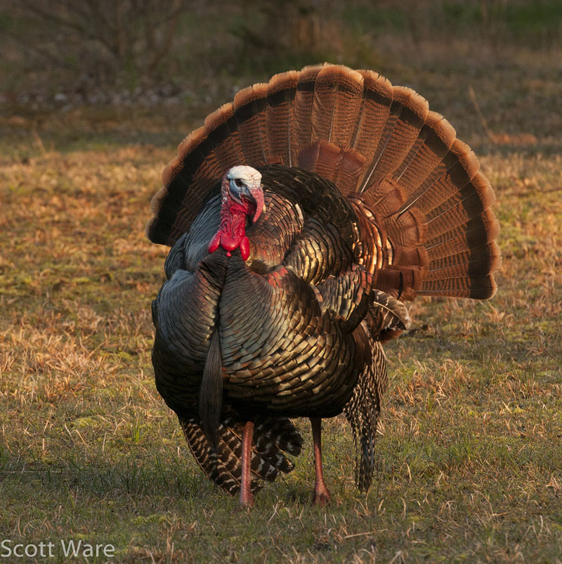 Strutting Turkey