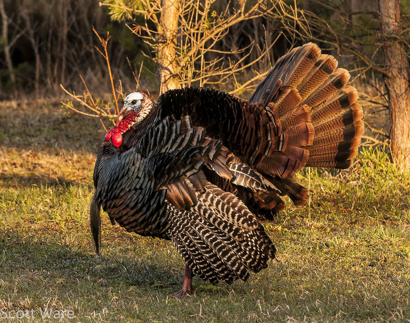 Strutting Tom