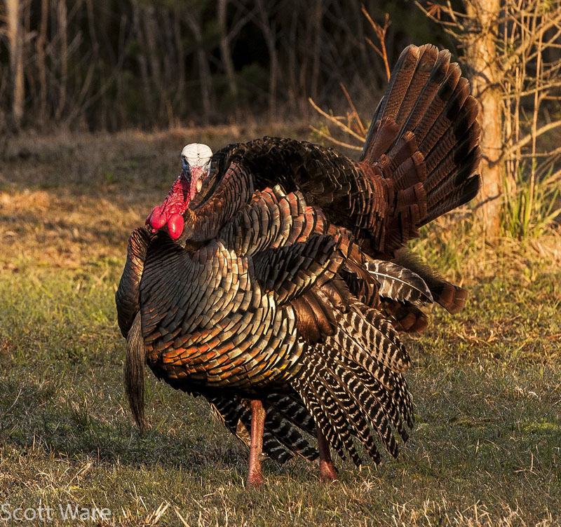 Tom Turkey
