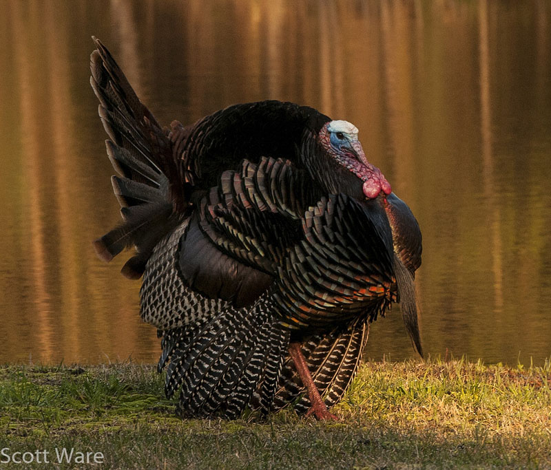 Strutting Tom