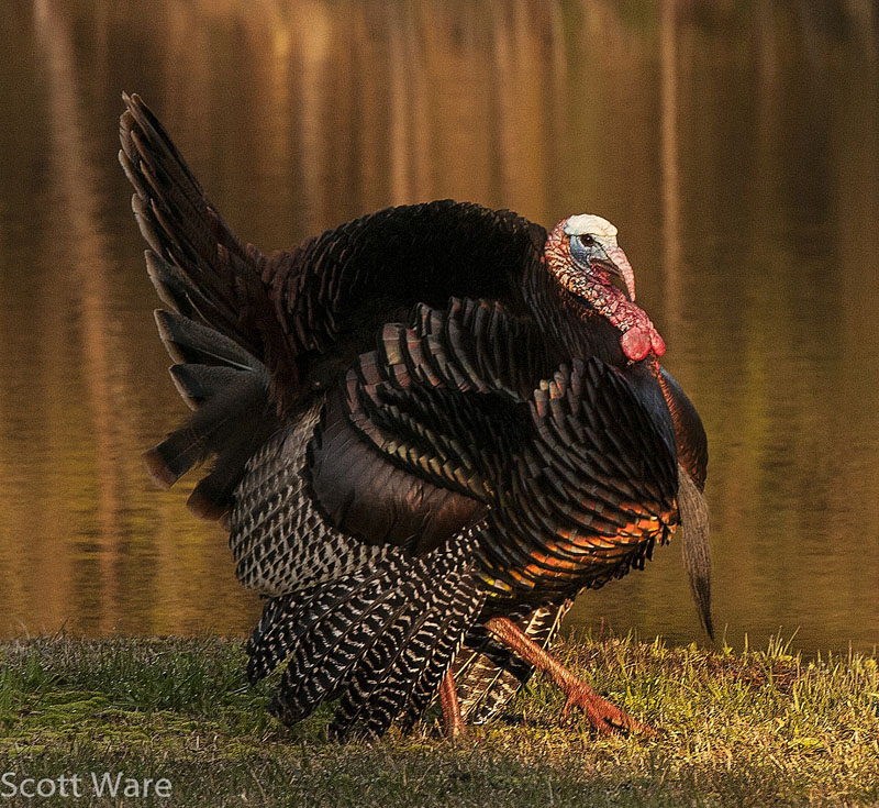 Strutting Tom