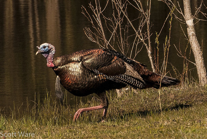 Tom Turkey
