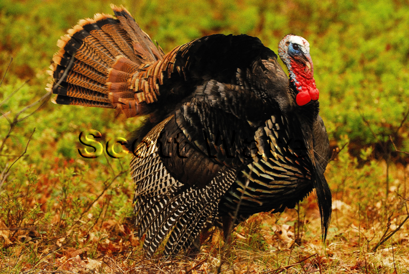 Half Strutting