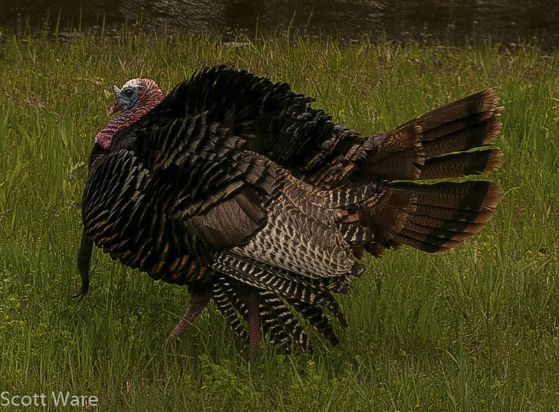 Tom Turkey