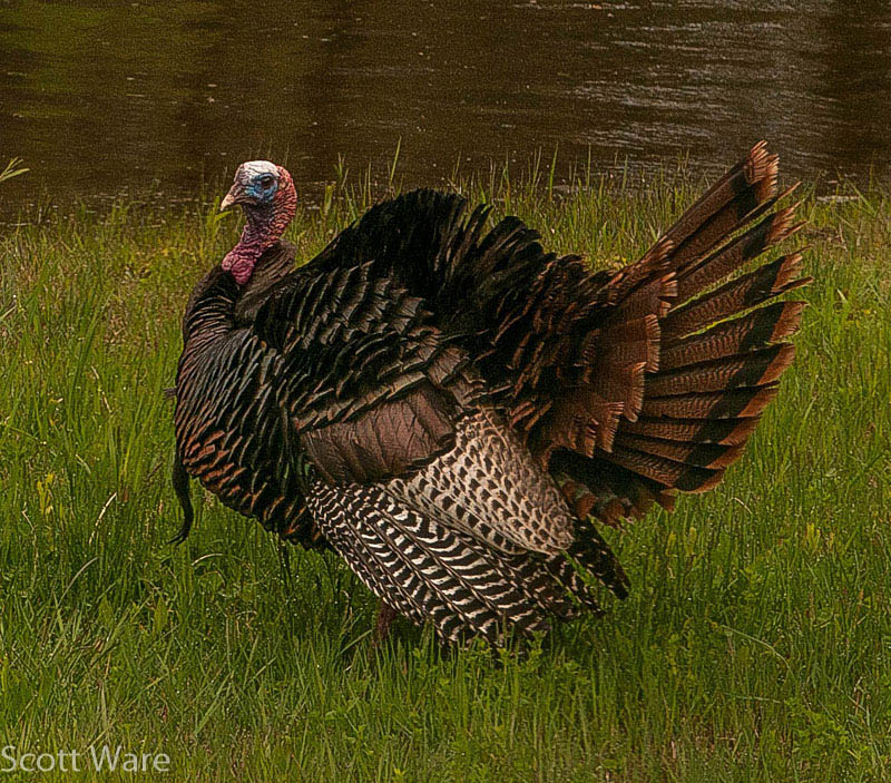 Tom Turkey