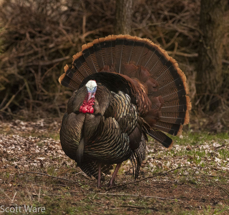 Strutting Turkey