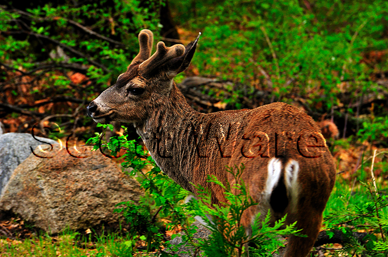 California Blacktail Deer
