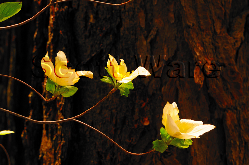 Dogwoods