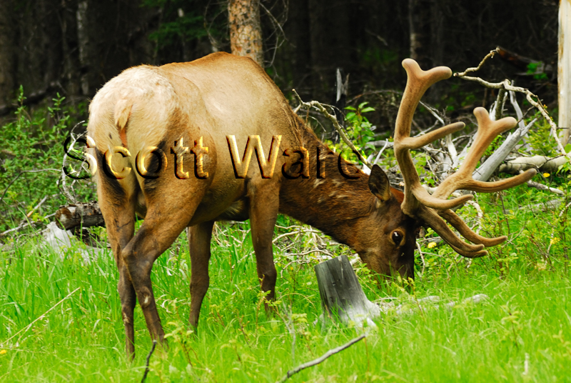 Elk