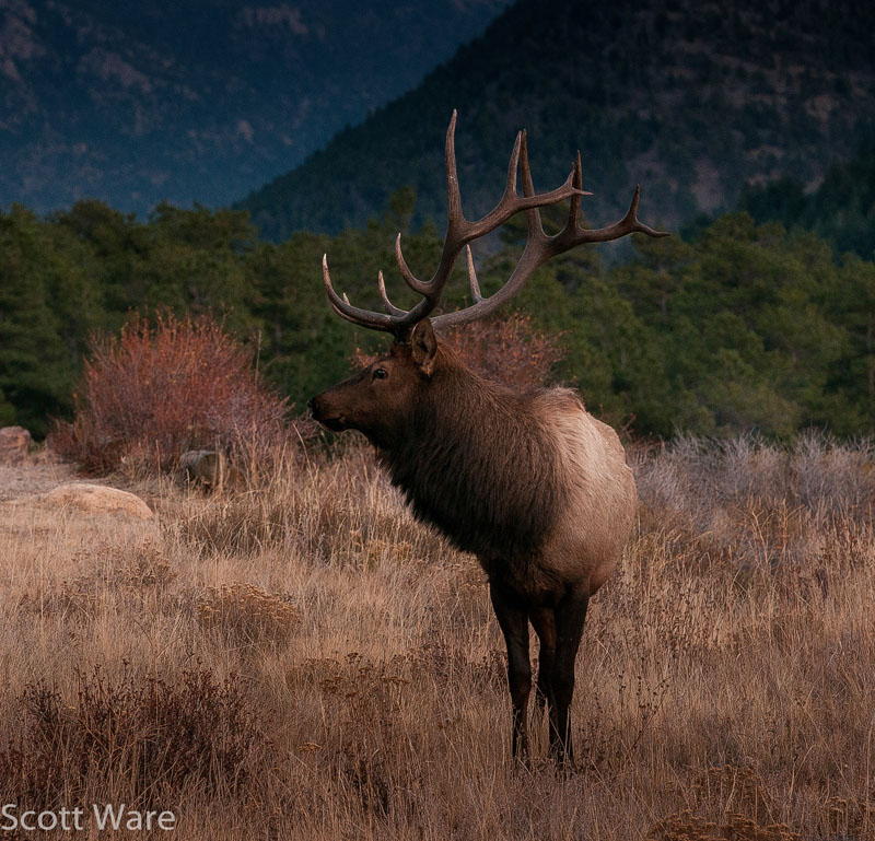 Elk