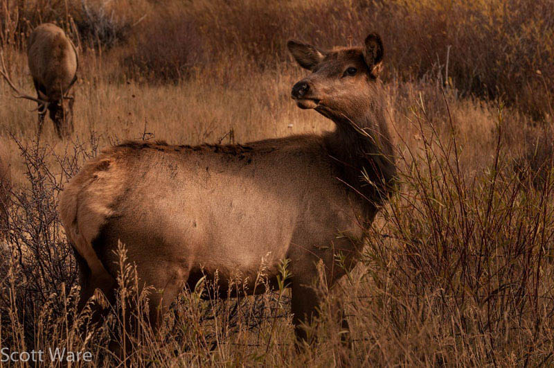 Elk