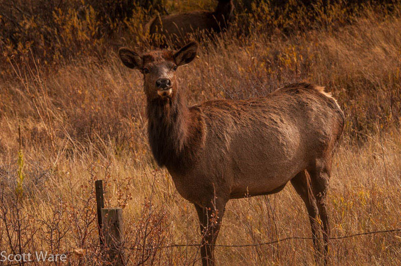 Elk