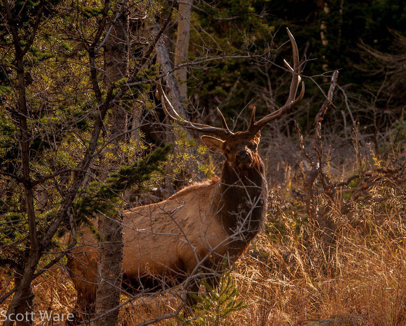 Elk