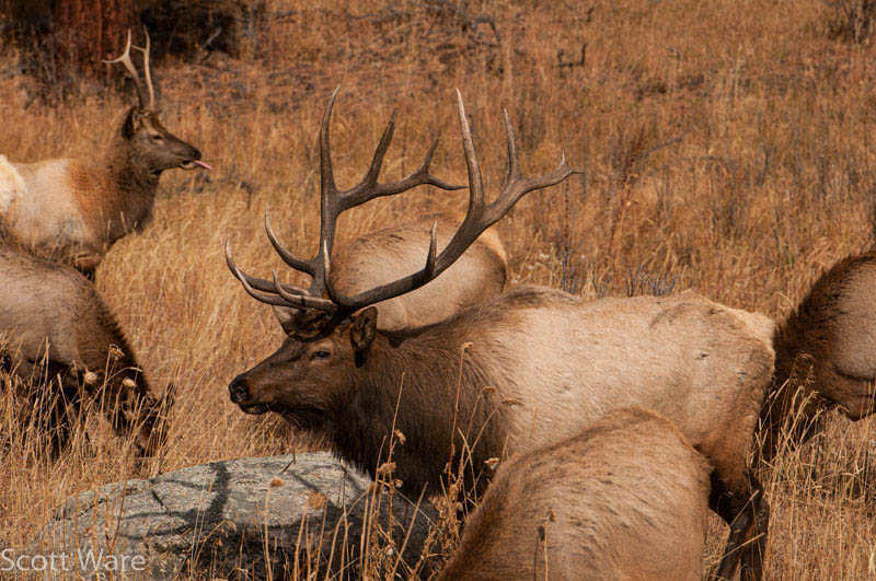 Elk