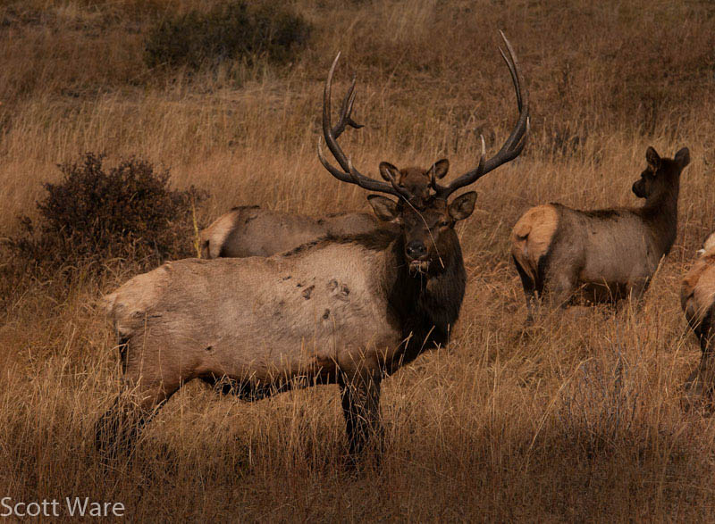 Elk