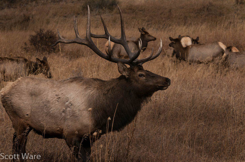 Elk