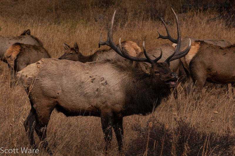 Elk