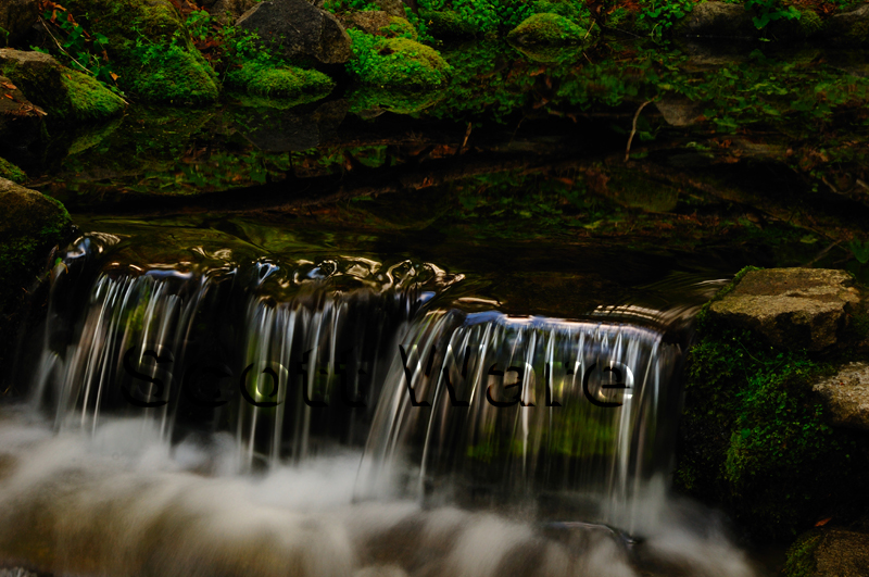 Fern Spring