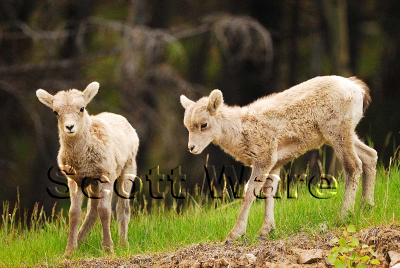 Bighorn Lambs
