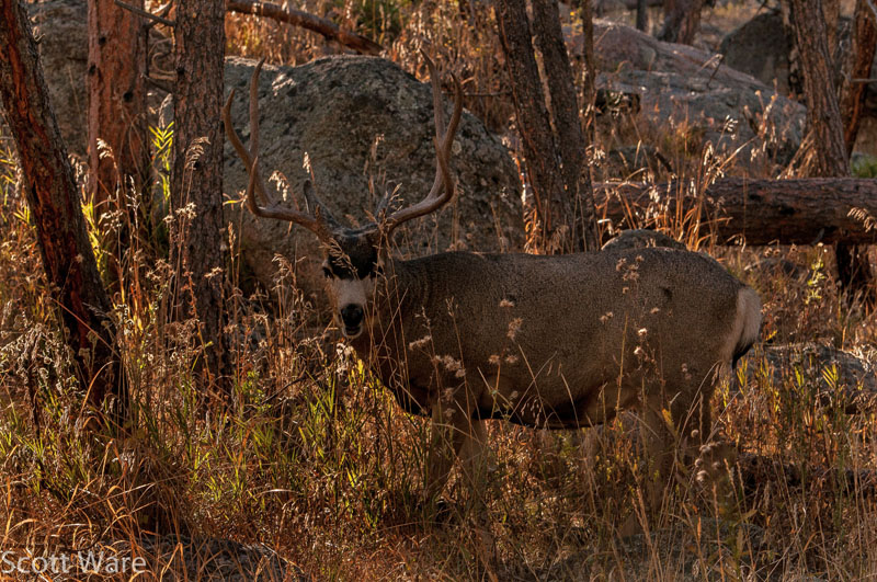 Elk