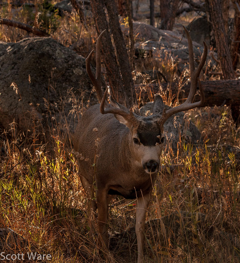 Elk