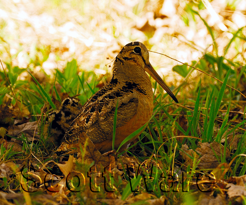 Mother American Woodcock with Baby