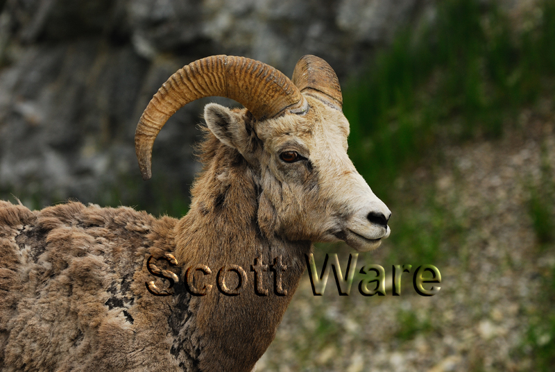 Young Bighorn Ram